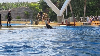 LoroParque_105