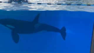 LoroParque_50