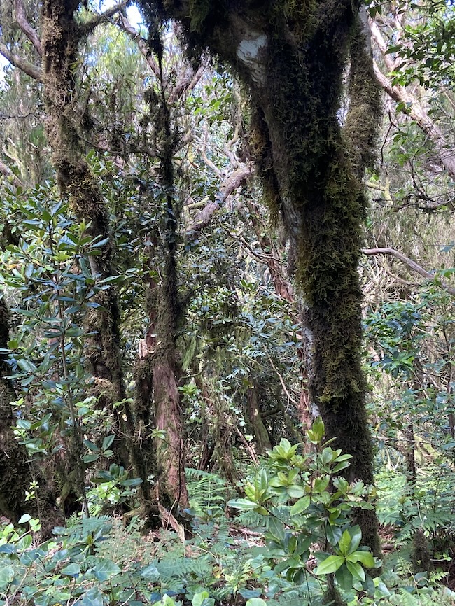 Panoramablick Igueste